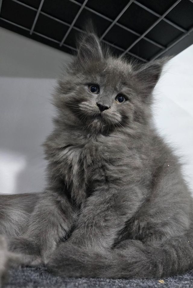 Gimainecoons-55