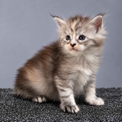 Black Silver Tortie Girl