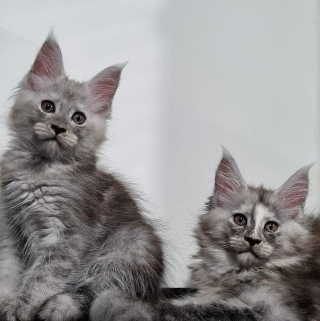 Gimainecoons-40