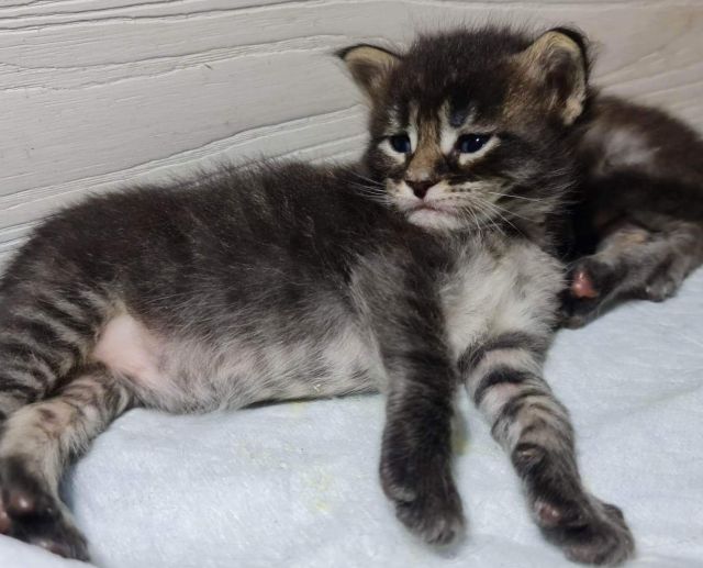 Gimainecoons-08