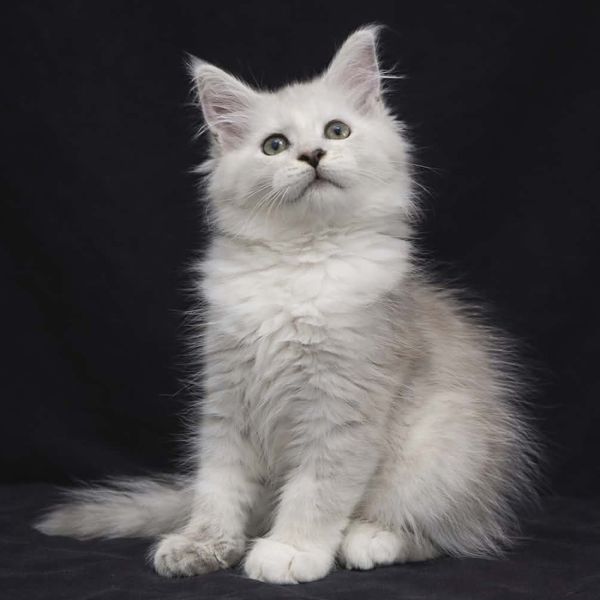 Juno