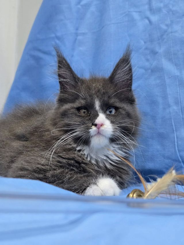 Gimainecoons-49