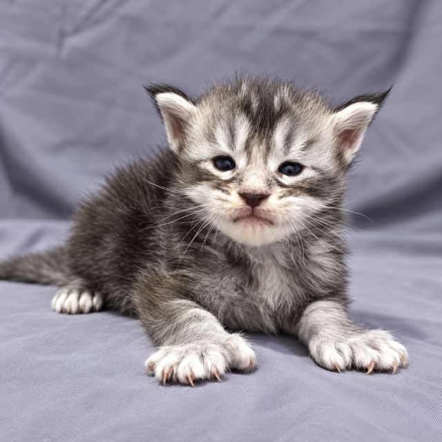 Polly Black Silver Tabby Boy