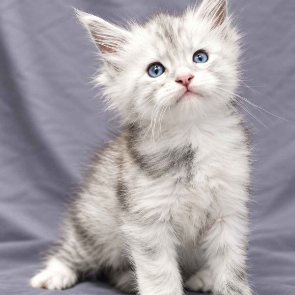 Black Silver Shaded Boy w White Blue Eyes