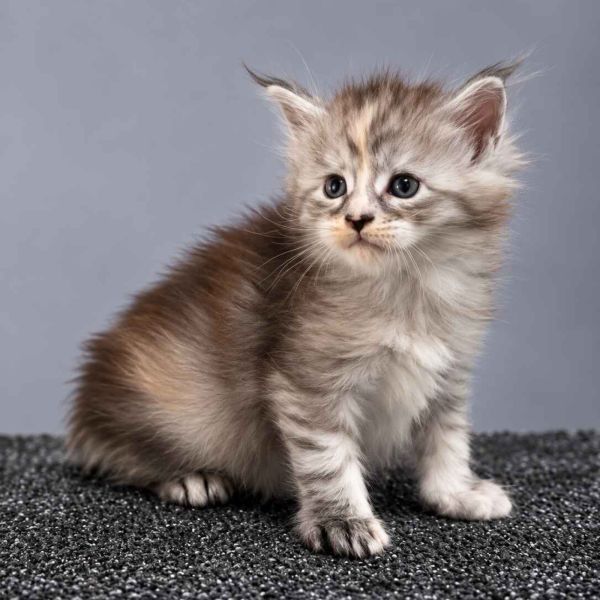 Black Silver Tortie Girl