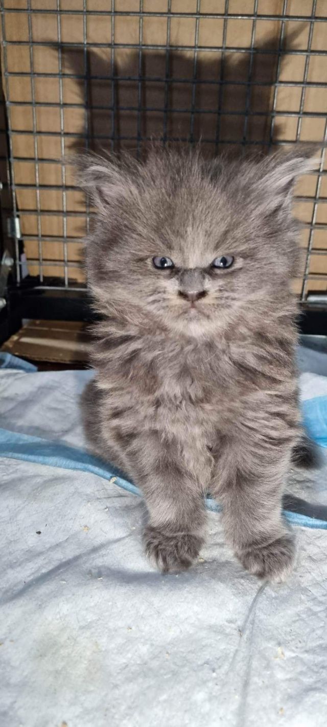 Gimainecoons-14