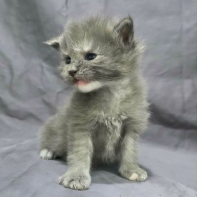 Blue Smoke Girl w White Chin and White Front Left Toe