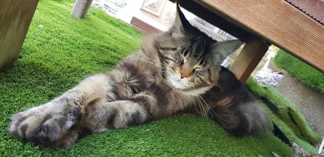 Gimainecoons-21