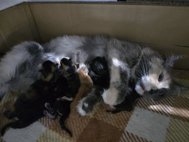 Gimainecoons-45