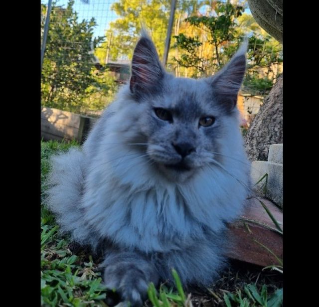 Gimainecoons-01