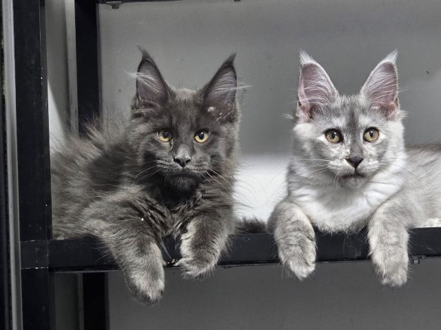 Gimainecoons-52