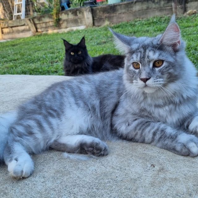 Bringing Home a Maine Coon Kitten: A Practical Checklist