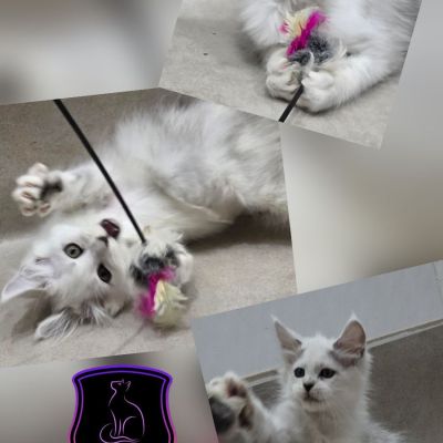 Faith - Black Shaded Girl