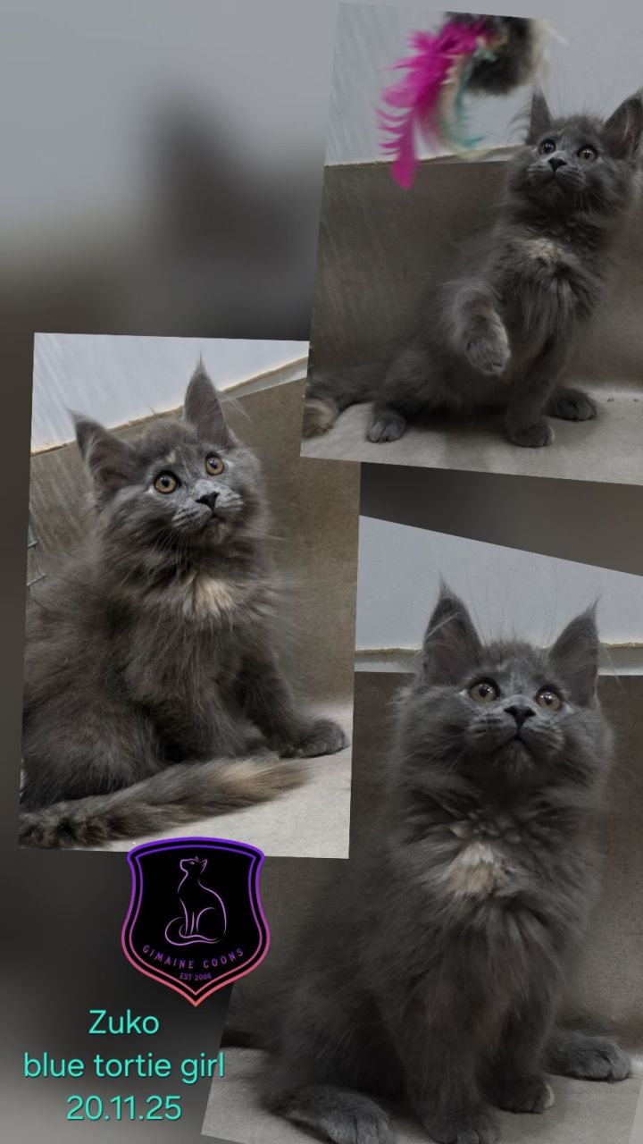 Zuko - Blue Tortie Girl