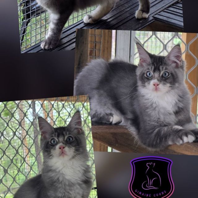 Kai - Blue Smoke / White Boy