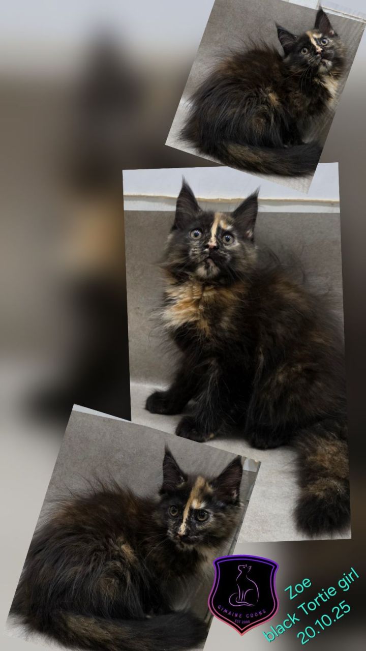 Zoe - Black Tortie Girl