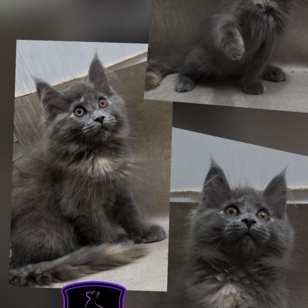 Zuko - Blue Tortie Girl