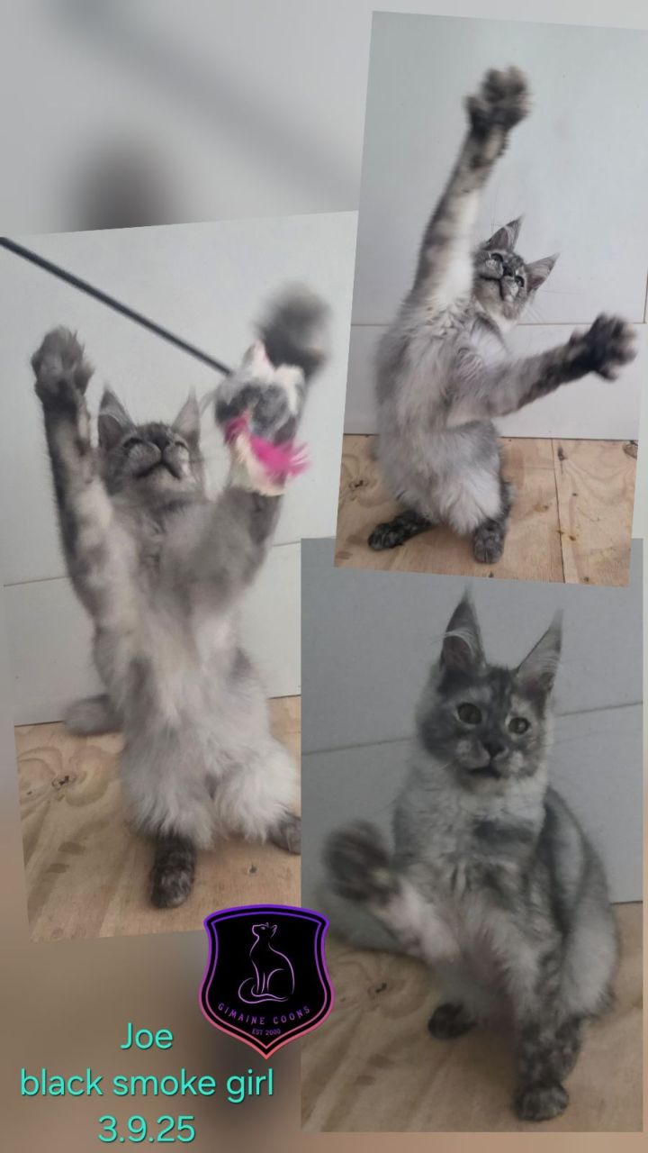 Joe - Black Smoke Girl