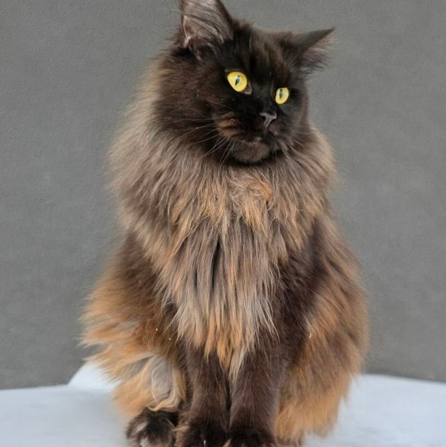 Gimainecoons-61