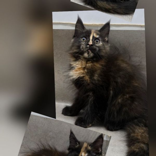 Zoe - Black Tortie Girl