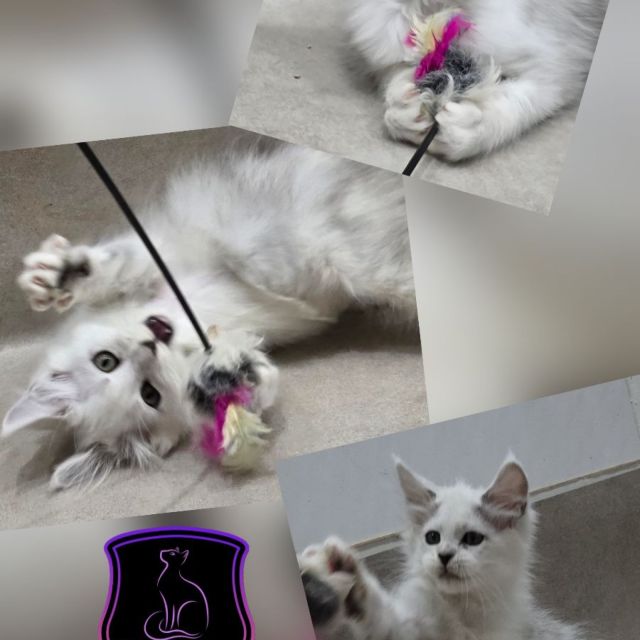 Faith - Black Shaded Girl