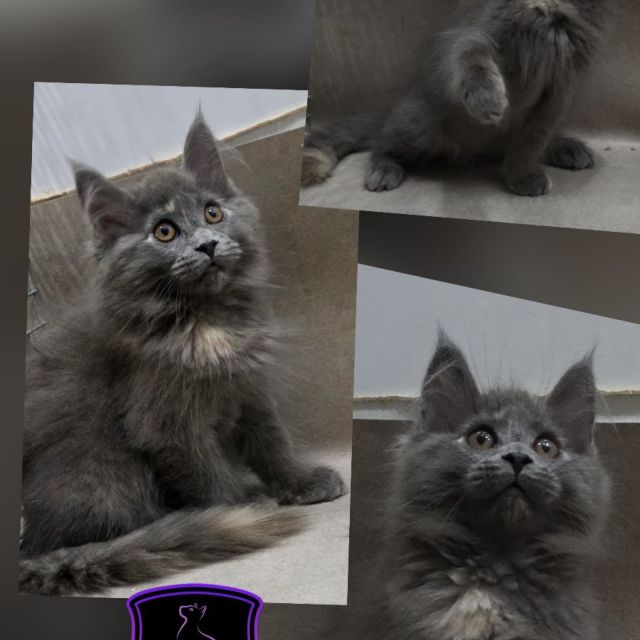 Zuko - Blue Tortie Girl