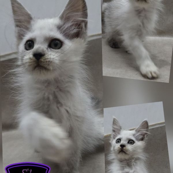 Fiona - Black Shaded Girl