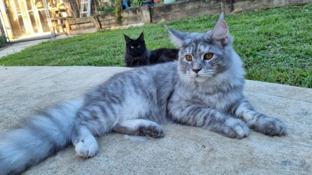 Bringing Home a Maine Coon Kitten: A Practical Checklist