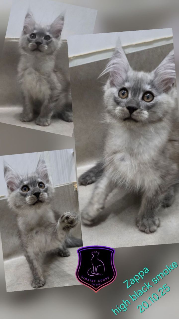 Zappa - High Black Smoke