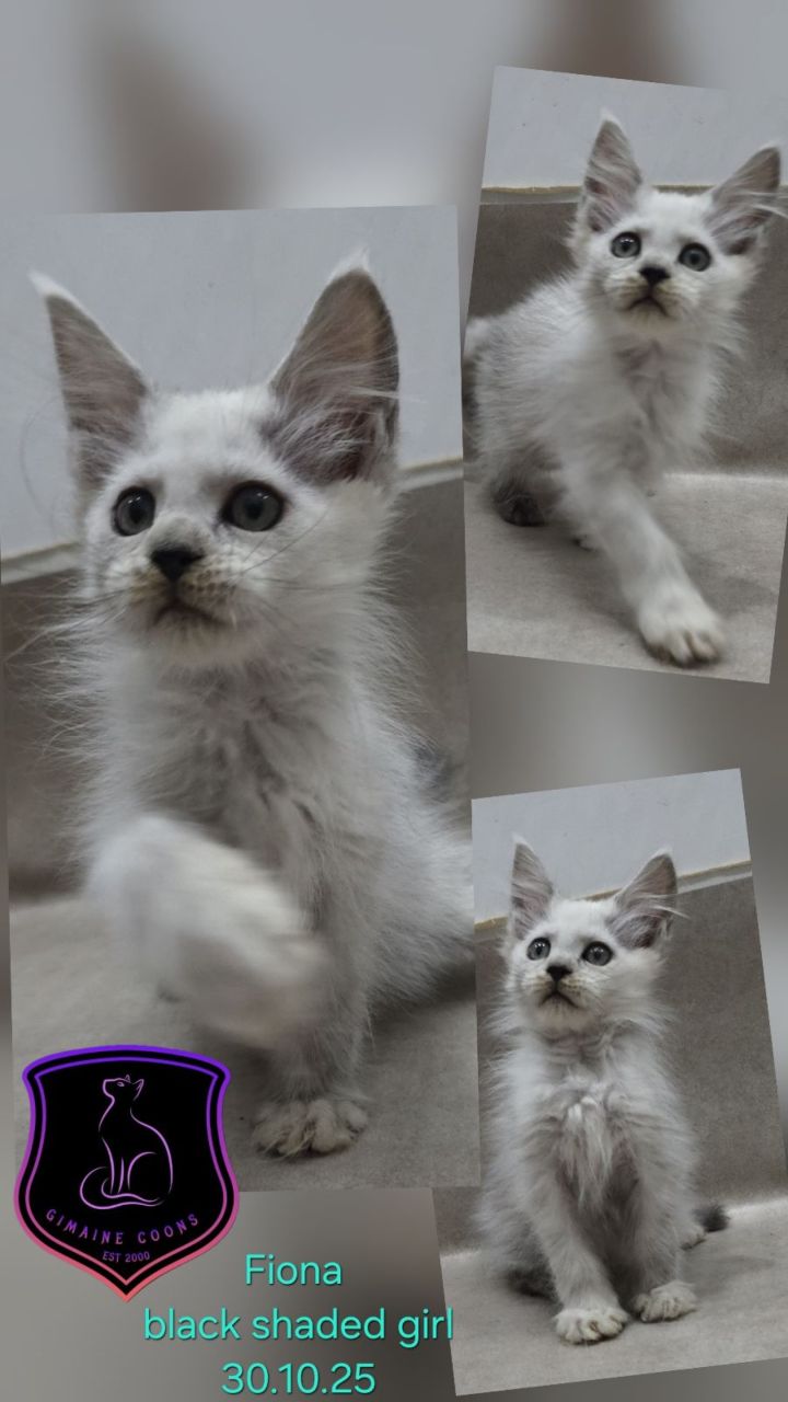 Fiona - Black Shaded Girl