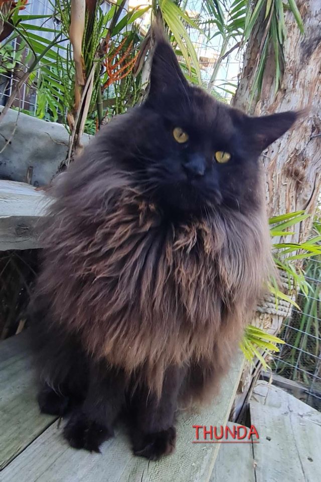 Gimainecoons-46