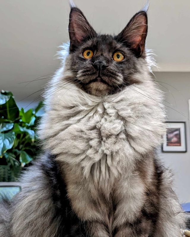 Gimainecoons-34