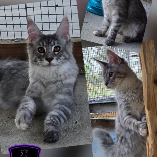 Mapple - Blue Silver Girl