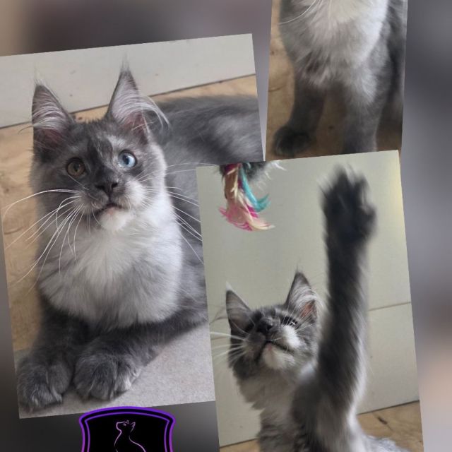 Lia - Blue Smoke / White Girl