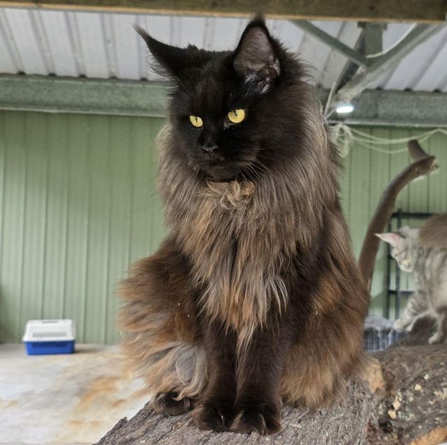 Gimainecoons-60