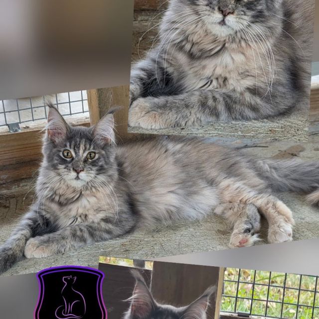 Stella - Blue Tortie Girl