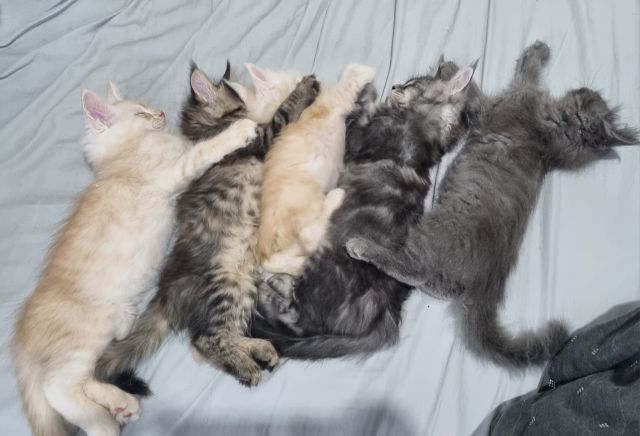 Pedigree Papers, Microchips, and Vet Books: What You Should Receive