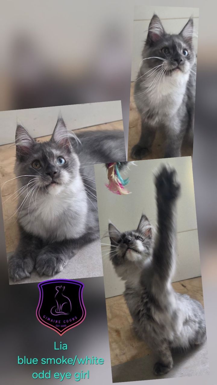 Lia - Blue Smoke / White Girl