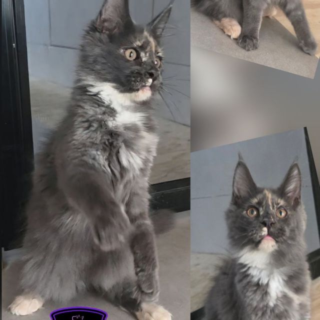 Piper - Blue Smoke Tortie Girl