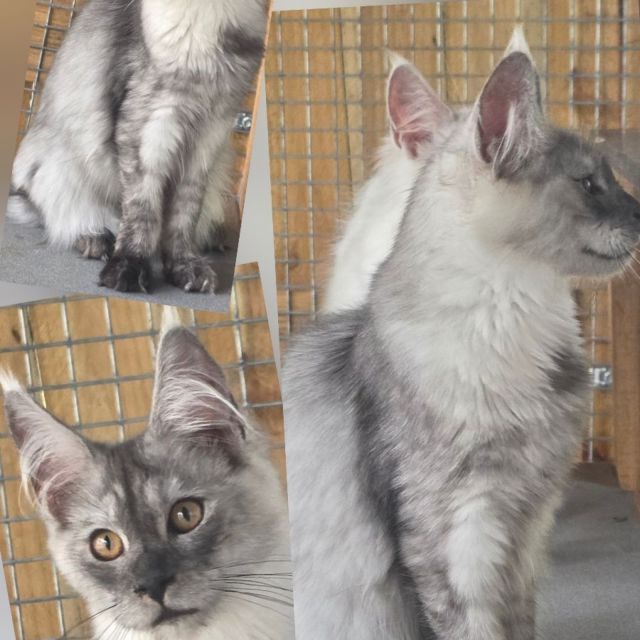 Mia - Black Smoke Girl