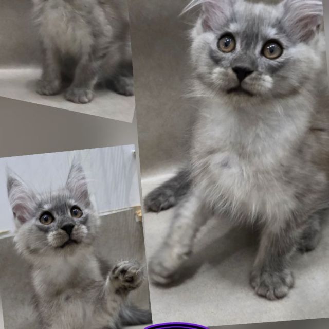 Zappa - High Black Smoke