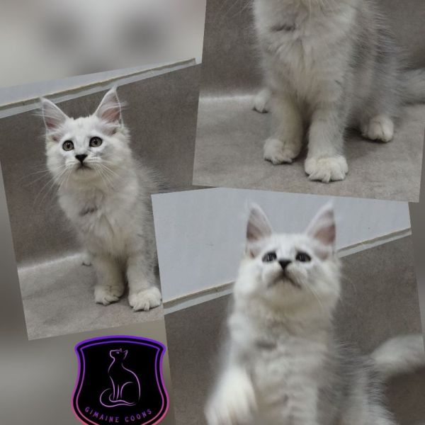 Steel - Black Shaded Girl