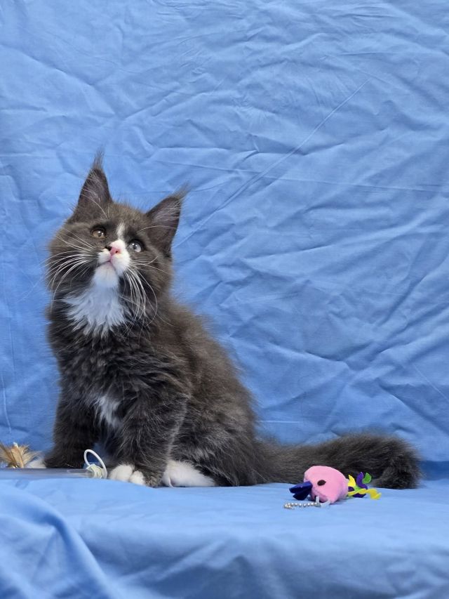 Gimainecoons-51