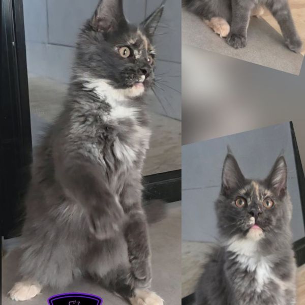 Piper - Blue Smoke Tortie Girl