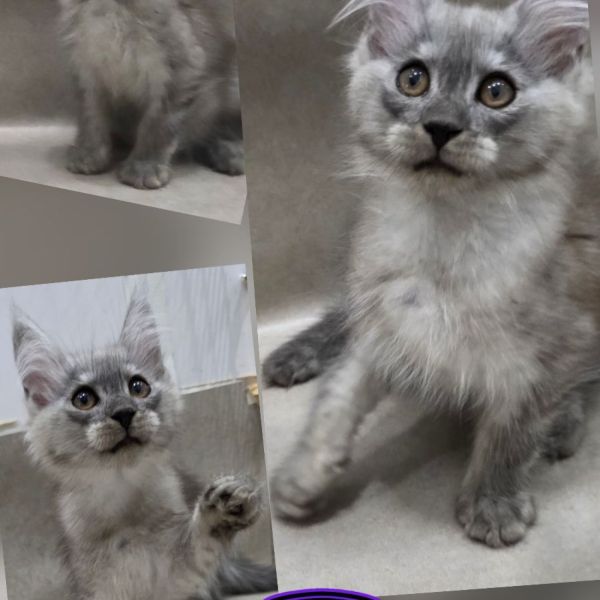 Zappa - High Black Smoke