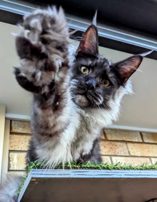 Gimainecoons-37