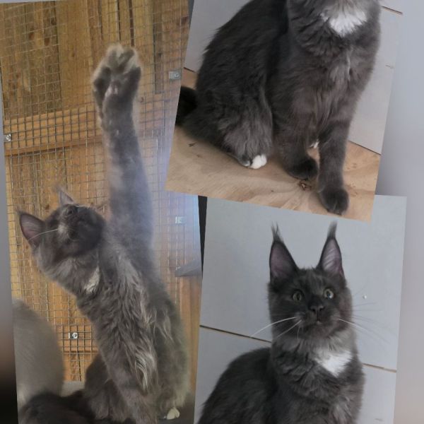 Voilet - Blue Smoke / White Girl