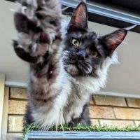 Why Some Breeders Don’t Offer Visits (Health, Biosecurity, and Peace of Mind)