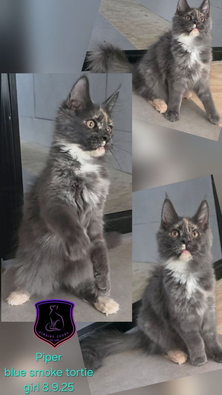 Piper - Blue Smoke Tortie Girl