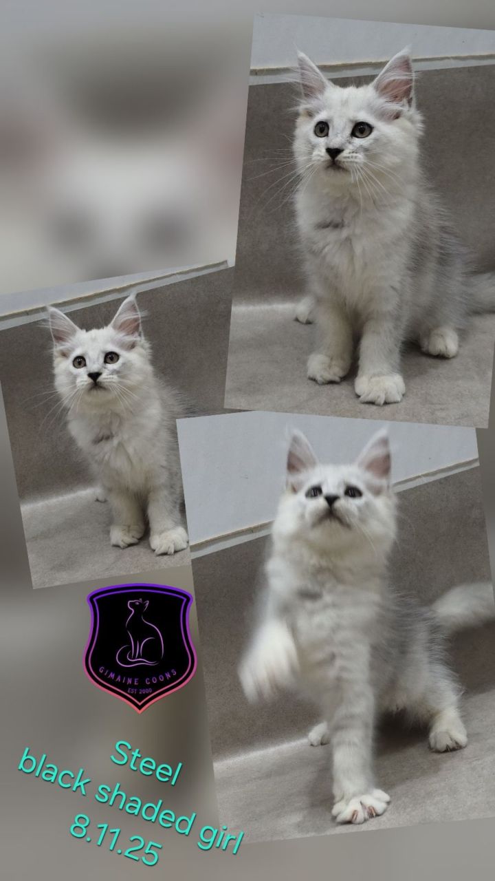 Steel - Black Shaded Girl